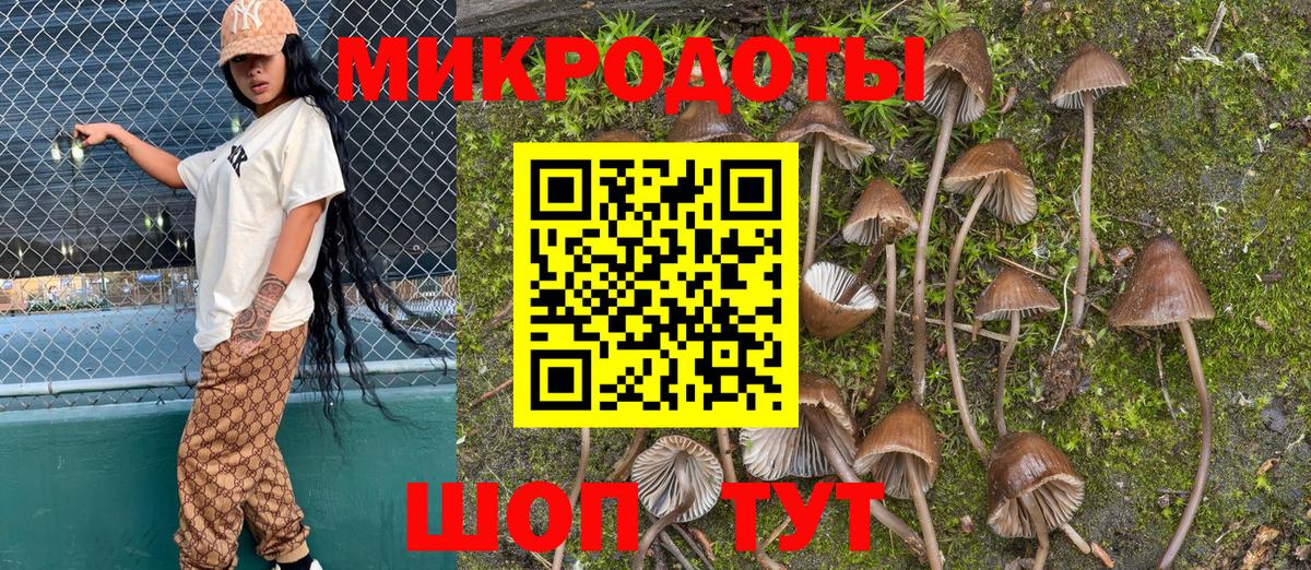 Псилоцибиновые грибы Psilocybe Луховицы